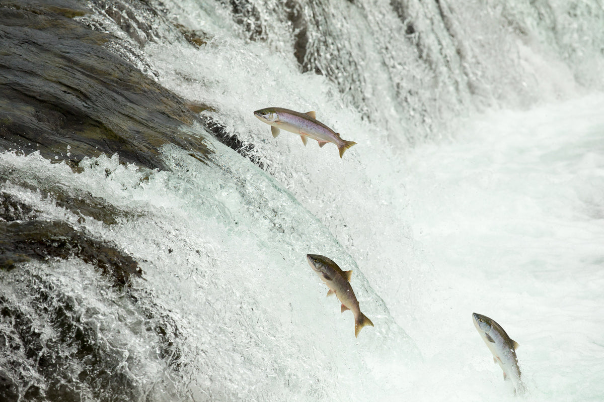 A Natural History of Pacific Salmon story | Patagonia Provisions