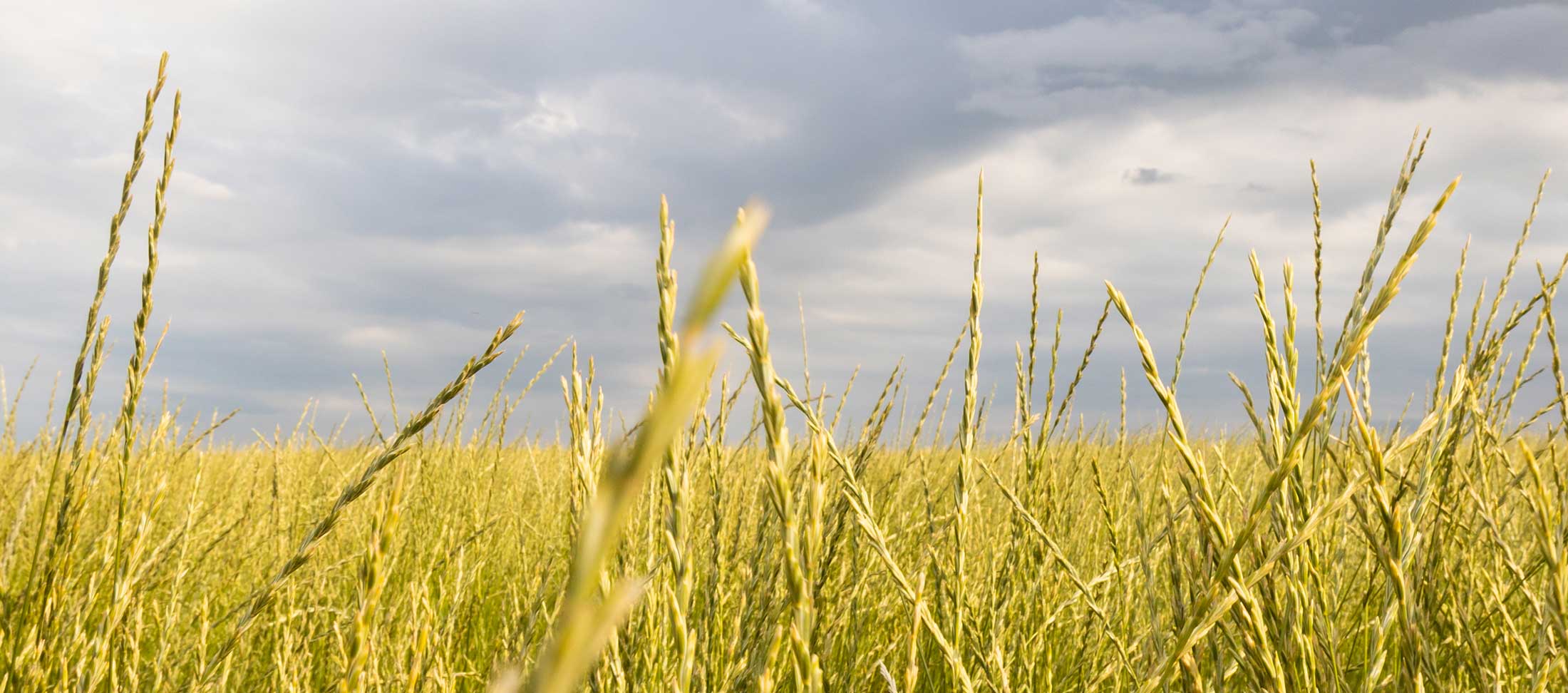 Kernza Perennial Grain Information Patagonia Provisions 